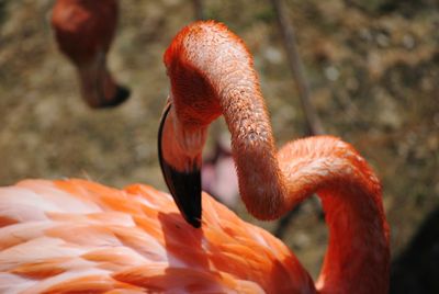 Close-up of swan