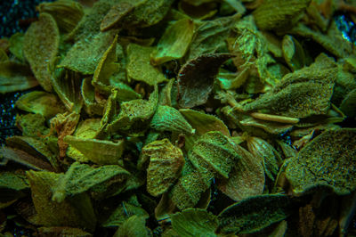 Full frame shot of green leaves