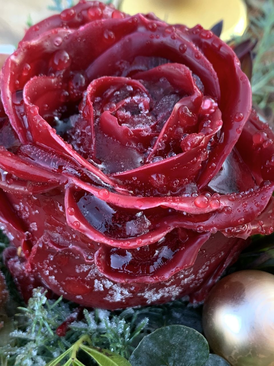 HIGH ANGLE VIEW OF RED ROSE IN CONTAINER ON PLANT