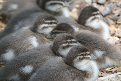 High angle view of ducklings