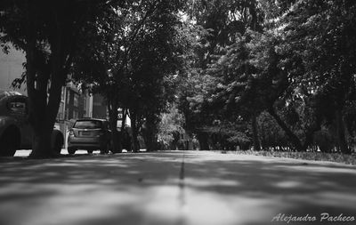 Road along trees