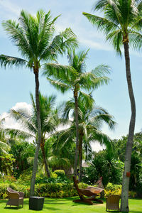 Low angle view of coconut palm trees against sky