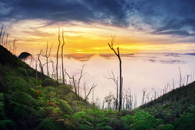 Scenic view of landscape against sky during sunset