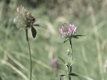 Close-up of thistle blooming outdoors