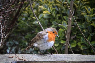 Close-up of bird perching outdoors