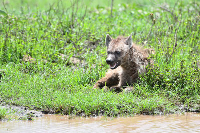 Lion in a lake