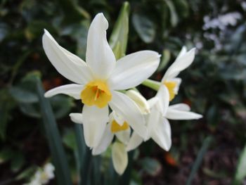 Close-up of white flowers blooming outdoors