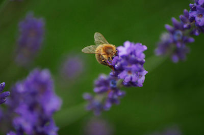 Close-up of honey bee pollinating on purple flower