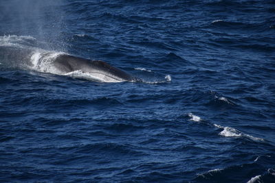 View of whale swimming in sea