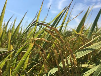 Close-up of crops growing on field against sky