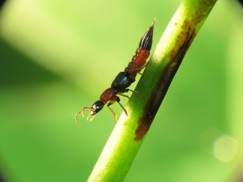 Close-up of ant on leaf