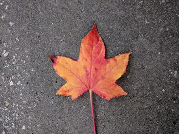 High angle view of maple leaf on road