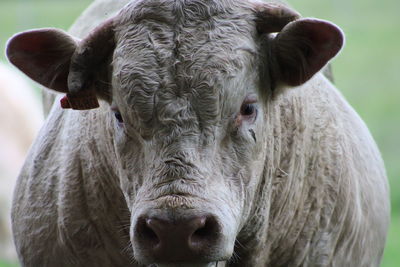 Close-up portrait of cow