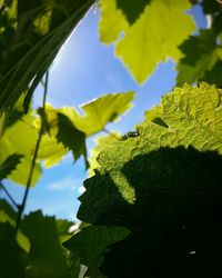 Close-up of leaves