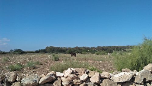 Scenic view of field against clear blue sky