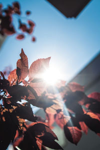 Low angle view of autumn leaves against house