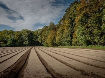 Trees growing on field against sky