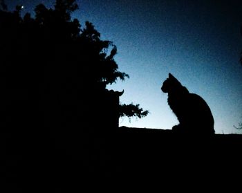 Low angle view of silhouette cat against sky