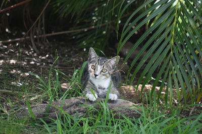 Portrait of cat on field