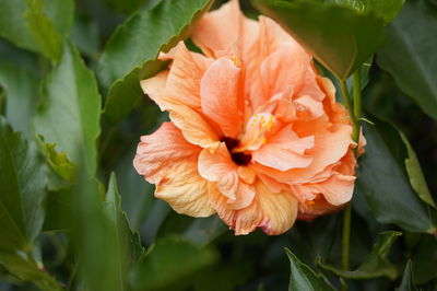 Hibiscus or mexican tulip 