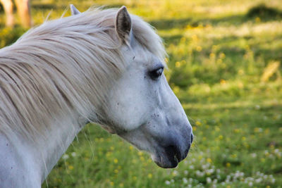 Close-up of horse on field