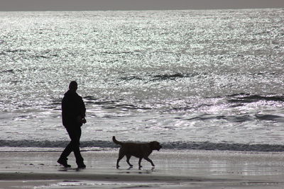 Dog in water