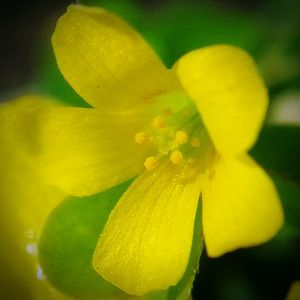 Close-up of yellow flower