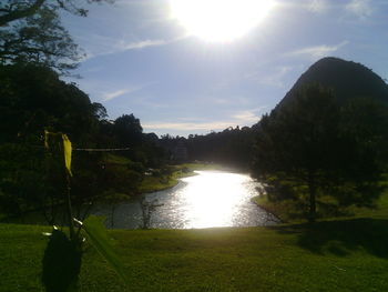 Sun shining through trees on grassy field