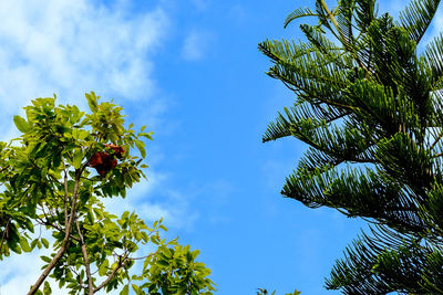 Low angle view of coconut palm tree against blue sky