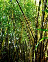 Bamboo trees in forest