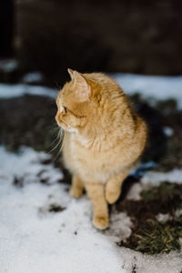 Cat looking away on snow field