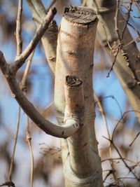 Low angle view of squirrel on branch