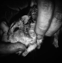 Close-up of hand holding cat