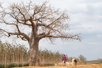 Tree on field against sky