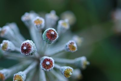 Close-up of frozen plant