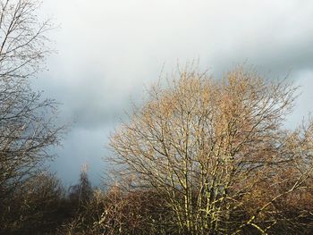 Bare trees on landscape against sky