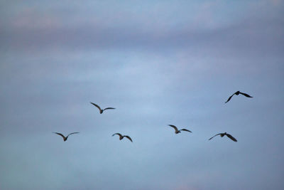 Low angle view of birds flying in sky