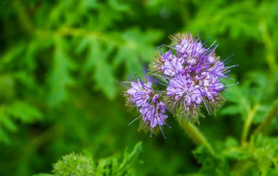 Close-up of purple flowering plant