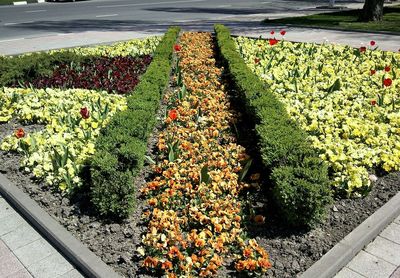 Flowers growing in park