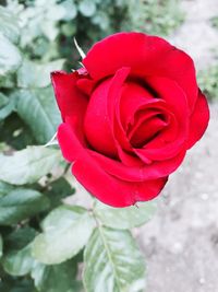 Close-up of red rose blooming outdoors