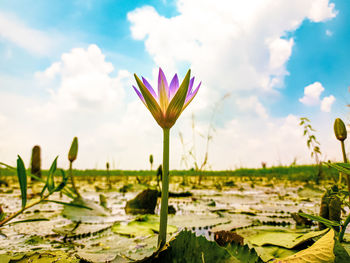 Close-up of water lily in lake against sky