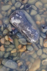 High angle view of crab on rock