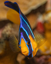 Close-up of fish swimming in aquarium