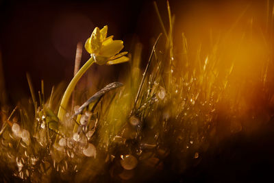 Close-up of yellow flowers blooming outdoors