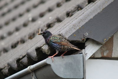 Close-up of pigeon perching on wood