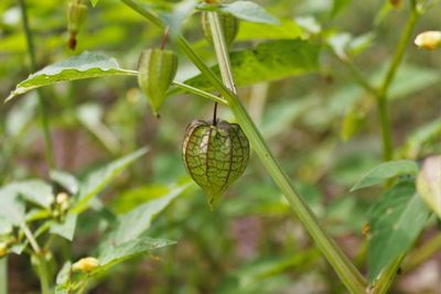 Close-up of butterfly on leaf