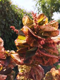 Close-up of flower growing on tree