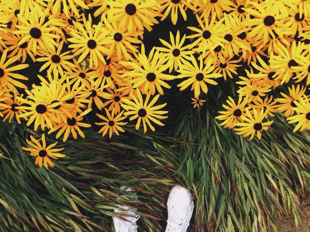 flower, nature, beauty in nature, fragility, growth, yellow, flower head, no people, plant, outdoors, backgrounds, freshness, tree, day, close-up, black-eyed susan