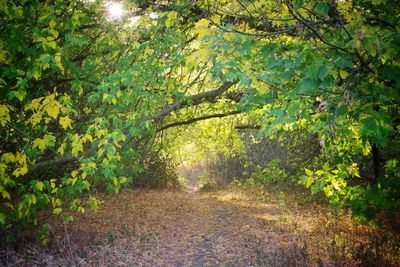 Trees growing in forest