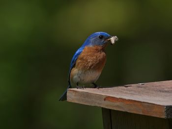 Close-up of bird perching on wood